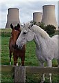 Horses and cooling towers