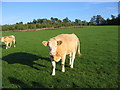 Simmentals at Moreton Morrell