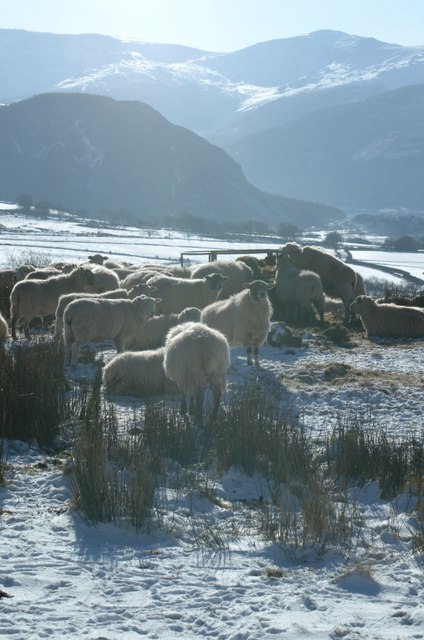 Ring Feeder And Sheep In Winter C A W Ferguson Geograph