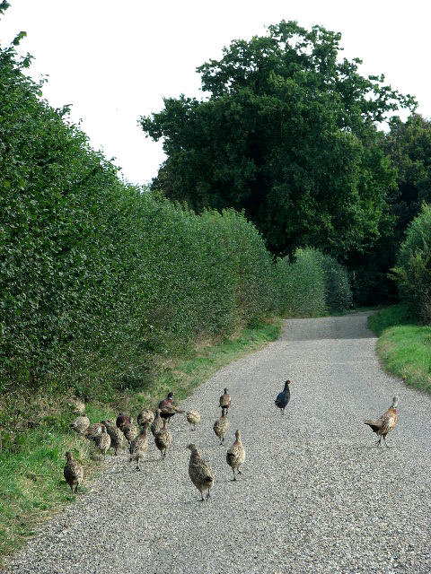 End of the road with pheasants
