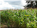 West past maize and sunflowers