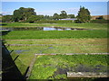 Whitwell: Nine Wells watercress farm