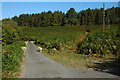 Cefn-Gafros Common