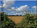 Farmland near Trip