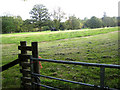 Meadow in the Banwy valley