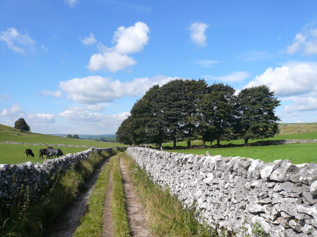 Group of trees next to Footpath