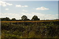 Low Heighley from the A697