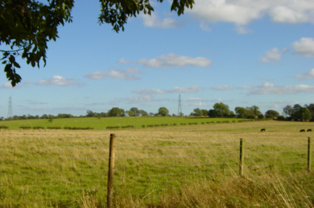 Grassland with cattle grazing