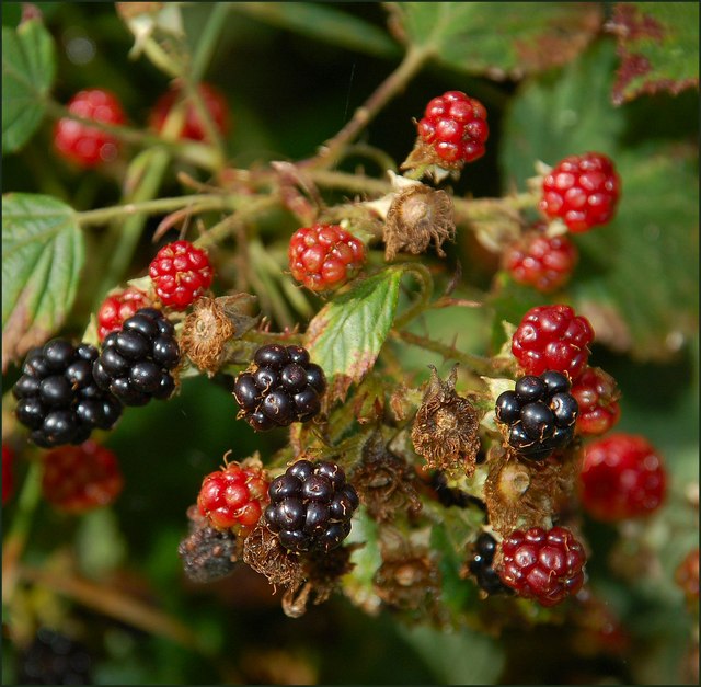 Blackberries, Scarva © Albert Bridge cc-by-sa/2.0 :: Geograph Ireland