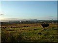 Bull with Cumbernauld in the background