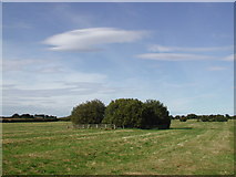 TA1840 : North End Field, Withernwick by Paul Glazzard
