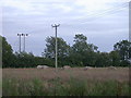 Straw bales and crossing cables near Frogsgreen Farm