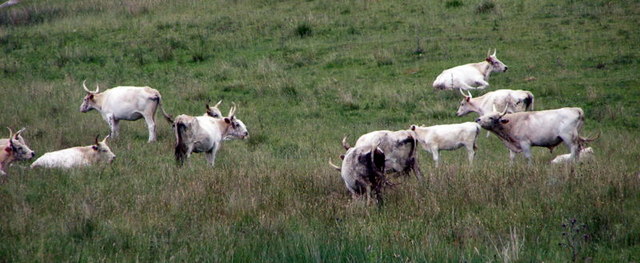 Chillingham Cattle herd grazing in meadow