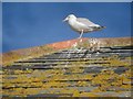 Herring Gull on the roof