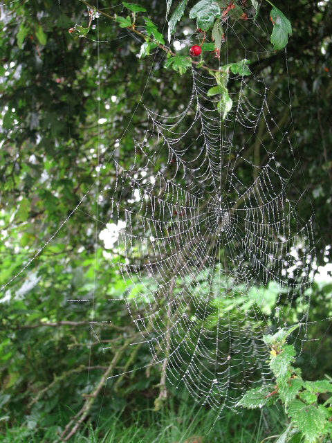 Spider's web on hawthorn bush