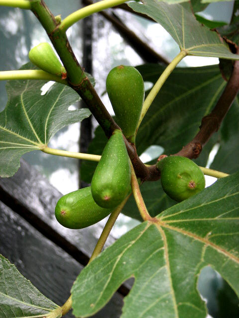 Fig Tree (Ficus Carica) - detail