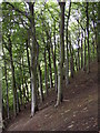 Beech trees, Slead Syke Wood, Brighouse