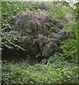 Hawthorn tree, Slead Syke Wood, Brighouse