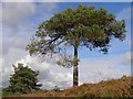 SU2502 : Scots pine tree, Duck Hole, New Forest by Jim Champion
