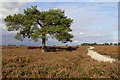 SU2502 : Scots pine tree between Wilverley Plain and Holm Hill, New Forest by Jim Champion