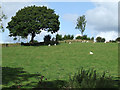 Grazing Land, Ceredigion