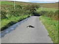 NR8554 : Mink crossing the  road by Johnny Durnan