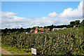 Orchards near Stallance Farm, Rectory Lane, Sutton Valence