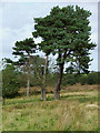 Rough Grazing with Trees, East of Cellan, Ceredigion