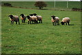 Suffolk rams on Cumberwood Farm