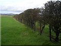 NY1369 : Hedge Near Upper Mains by Iain Thompson