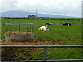NY1268 : Cattle Near Maulscastle by Iain Thompson