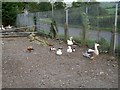 Farmyard Geese, Ballymore Road, Tandragee.