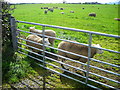 Field of Sheep Near Mouswald