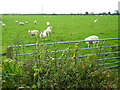 Sheep Near Cockpool