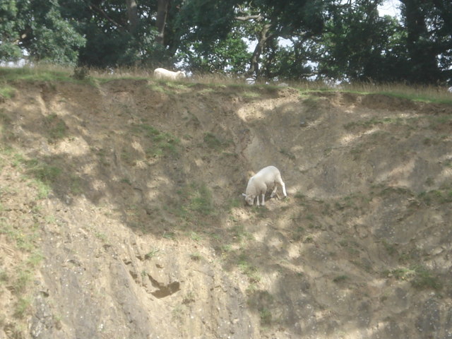 Sheep balancing on the quarry face
