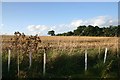 Copse near Howewood Farm