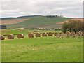 NJ6958 : Rows of round bales by David Hawgood