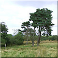 Trees and Rough Grazing east of Cellan, Ceredigion