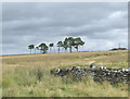 Rough Grazing, near Cellan, Ceredigion