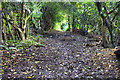 Footpath leading to lake