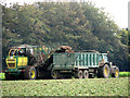 Sugar beet harvest