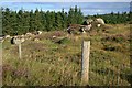 Rocky Knoll, Little Sand Farm