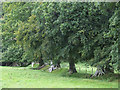 Oak Trees in Field Boundary, Ceredigion