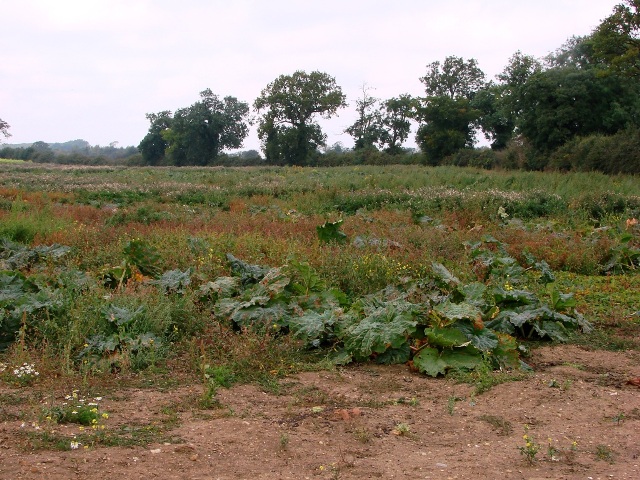 Field of Rhubarb