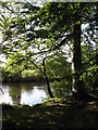 Riverside trees at Tanfield