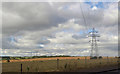 Sheep and Pylons