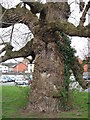 Black Poplar, Newtown, Powys