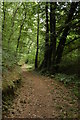 Track through Coombe Wood, near Roborough