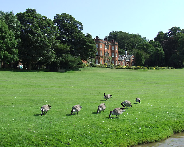 Canada Geese by the Macclesfield Canal at Ramsdell Hall