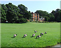 SJ8458 : Canada Geese by the Macclesfield Canal at Ramsdell Hall by Roger  Kidd